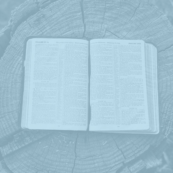 Bible on tree stump